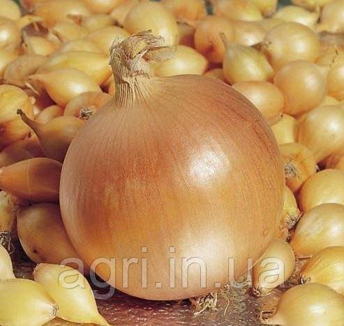 Цибуля - сіянка озима Геркулес, 0,5кг. Голландія. Оригінал.