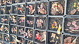 Барбарис суміш сортів у контейнерах Р9, фото 7