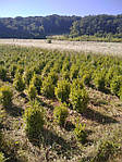Самшит вічнозелений, Buxus sempervirens, 60 см, фото 7