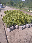 Самшит вічнозелений, Buxus sempervirens, 40 см, фото 3