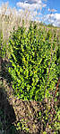 Самшит вічнозелений, Buxus sempervirens, 40 см, фото 4