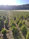 Самшит вічнозелений, Buxus sempervirens, 40 см, фото 8