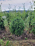 Самшит вічнозелений, Buxus sempervirens, 40 см, фото 9