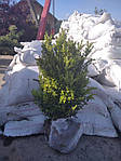 Самшит вічнозелений, Buxus sempervirens, 100 см, фото 10