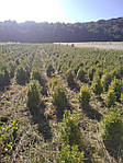 Самшит вічнозелений, Buxus sempervirens, 100 см, фото 11