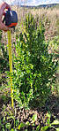 Самшит вічнозелений, Buxus sempervirens, 60 см, фото 9