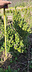 Самшит вічнозелений, Buxus sempervirens, 60 см, фото 7