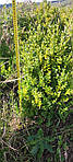 Самшит вічнозелений, Buxus sempervirens, 60 см, фото 4