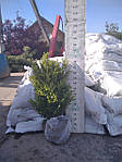 Самшит вічнозелений, Buxus sempervirens, 60 см, фото 6