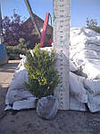 Самшит вічнозелений, Buxus sempervirens, 80 см, фото 9