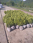 Самшит вічнозелений, Buxus sempervirens, 80 см, фото 10