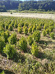 Самшит вічнозелений, Buxus sempervirens, 60 см, фото 3