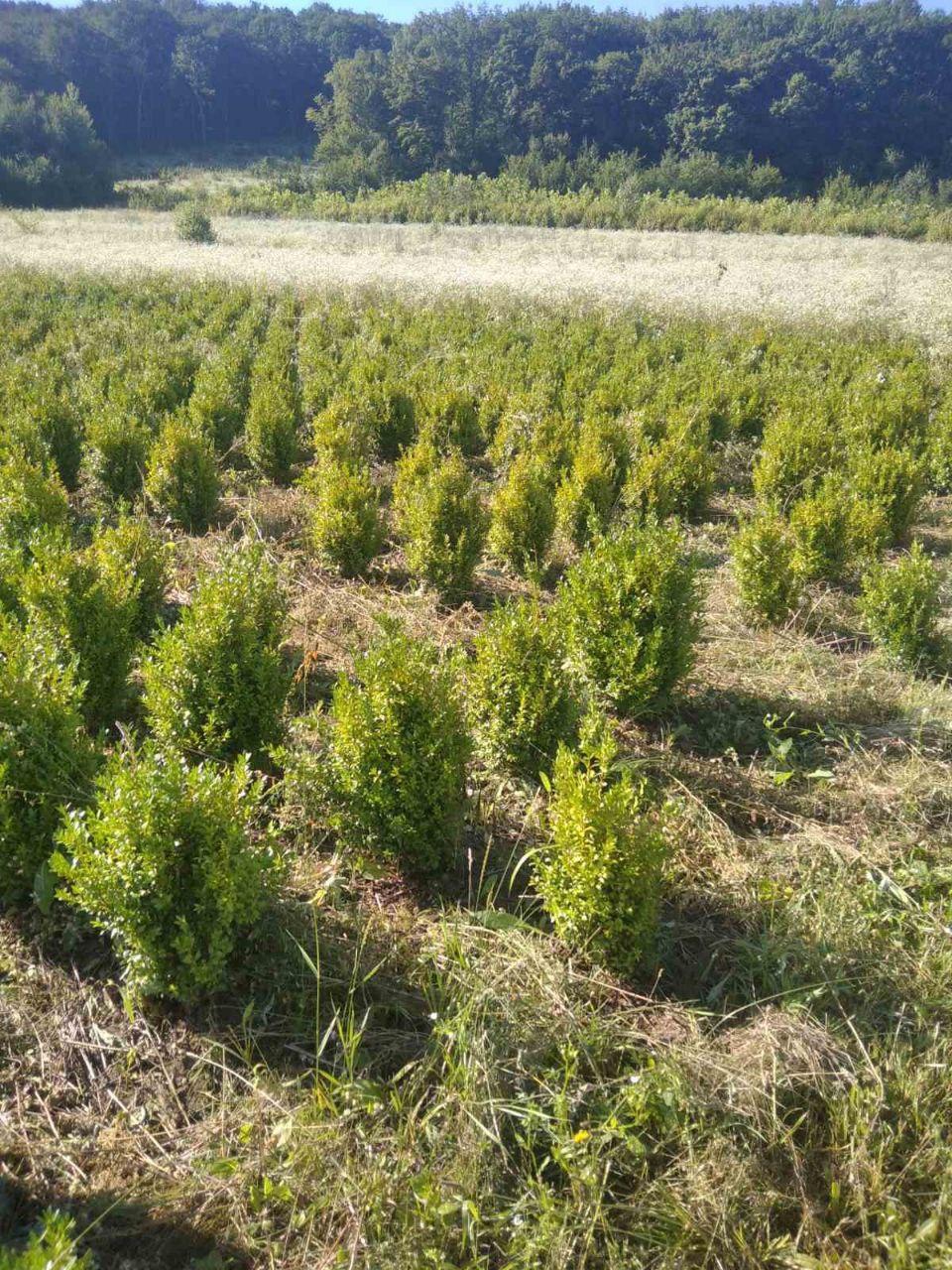 Самшит вічнозелений, Buxus sempervirens, 40 см