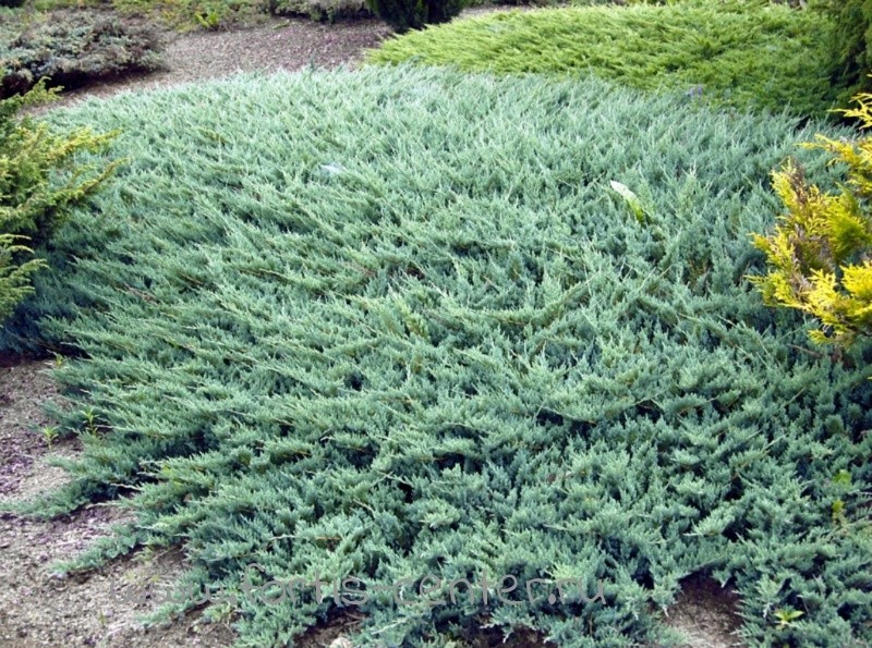 Ялівець козацький "Glauca"