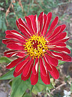 Ціннія "Вишнева королева" (насіння 25 шт)