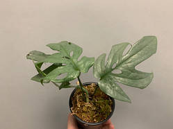 Монстера Amydrium Medium Silver