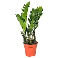 Заміокулькас