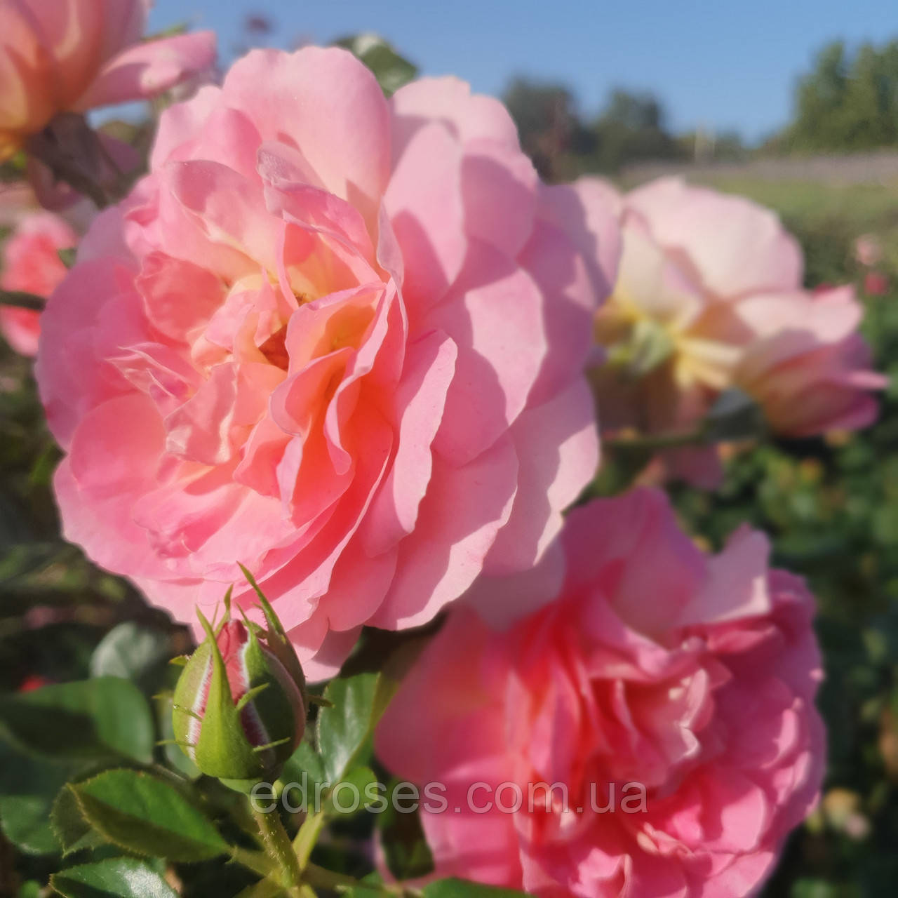 Шультейс Джубілі (Schultheis Jubilée), фото 1