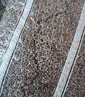 Мицелий Эринги зерновой 6 кг Королевская степная вешенка Mine (hub_hgy1nd)