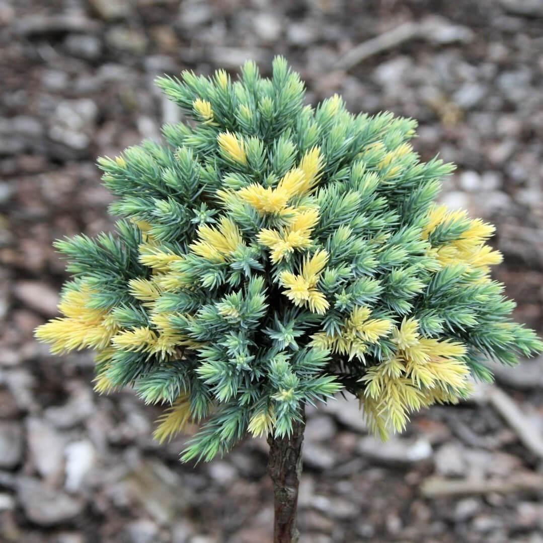 Саджанці Ялівцю лускатого Флореант на штамбі (Juniper Floreant) С5