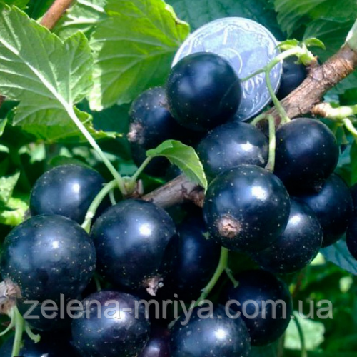 Смородина чорна Ювілейна Копаня, фото 1