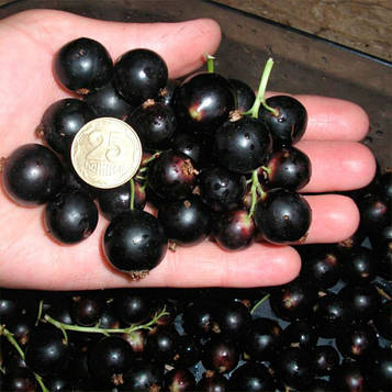 Смородина чорна Краса Львова