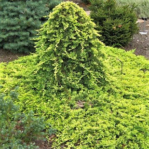 Саджанці Ялівцю горизонтального Голден Карпет на штамбі (Juniper Golden Carpe) С5