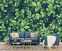 Вінілові фото шпалери макро Зелени листя для спальні, вітальні  від виробника. Преміум якість.