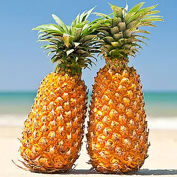 Саджанці Ананаса Чампака (Ananas Champaca)