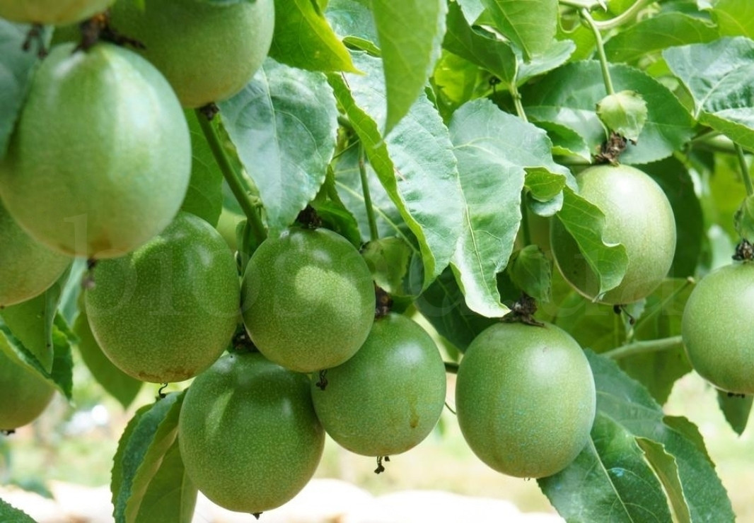 Маракуйя північна "Maypops" (passiflora incarnata)