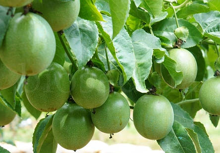 Маракуйя північна "Maypops" (passiflora incarnata), фото 1