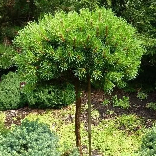 Саджанці Сосни гірської Мопс на штамбі (Pinus mugo Mops) С2