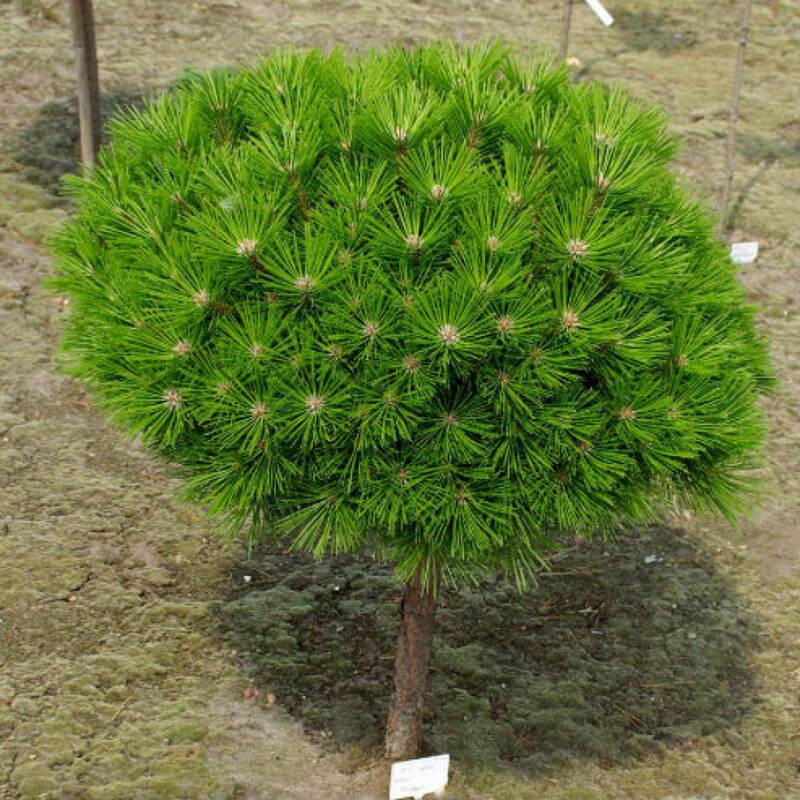 Саджанці Сосни густоквіткової Лоу Глоу на штамбі (Pinus densiflora Low Glow) С2