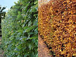 Граб обыкновенный, Carpinus betulus, КОЛОНА 220см, фото 3
