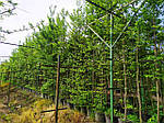 Граб обыкновенный, Carpinus betulus, КОЛОНА 220см, фото 4