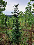 Граб обыкновенный, Carpinus betulus, КОЛОНА 220см, фото 5