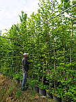 Граб звичайний, Carpinus betulus, 150 см, фото 7