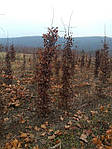 Граб звичайний, Carpinus betulus, 150 см, фото 3