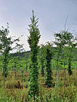 Граб звичайний, Carpinus betulus, 150 см, фото 8