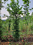 Граб звичайний, Carpinus betulus, 150 см, фото 6