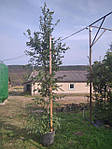 Граб звичайний, Carpinus betulus, 150 см, фото 9