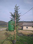 Граб обыкновенный, Carpinus betulus, КОЛОНА 220см, фото 6