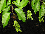 Carpinus caroliniana, Граб американський 300см, фото 4