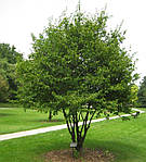 Carpinus caroliniana, Граб американський 300см, фото 5
