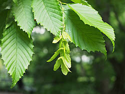 Carpinus caroliniana, Граб американський 300см