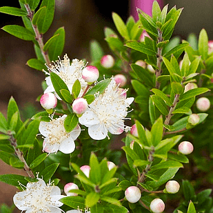 Саджанці Мірта звичайного (Myrtus communis) Р9