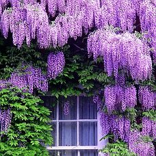 Саджанці Гліцинії Макростахія Блю Мун (Wisteria macrostachya Blue Moon)