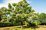 Катальпа північна, Catalpa speciosa, 350 см, фото 4