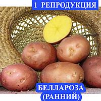 Насіннєва картопля Рання посадкова картопля Насіннєва картопля сорту БЕЛАРОСА, БЕЛАРОЗА 1 репродукції