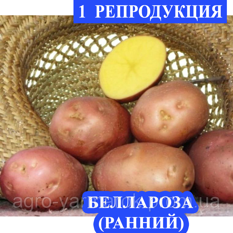 Насіннєва картопля Рання посадкова картопля Насіннєва картопля сорту БЕЛАРОСА, БЕЛАРОЗА 1 репродукції
